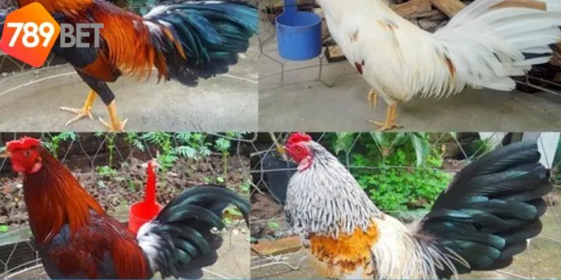 Đa dạng loại hình cược đá gà tre hấp dẫn