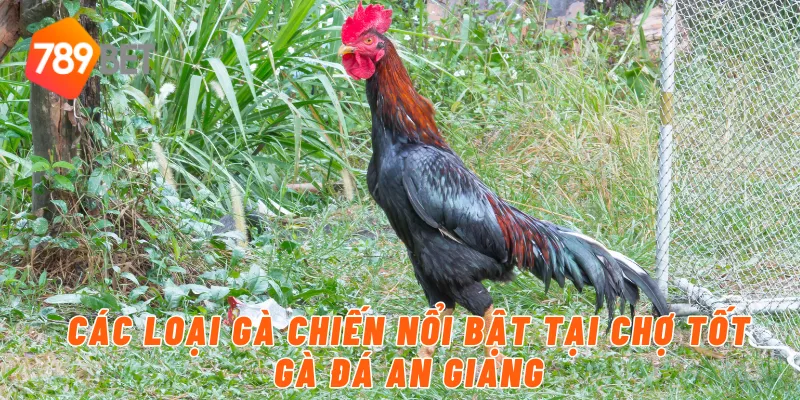 Các Loại Gà Chiến Nổi Bật Tại Chợ Tốt Gà Đá An Giang