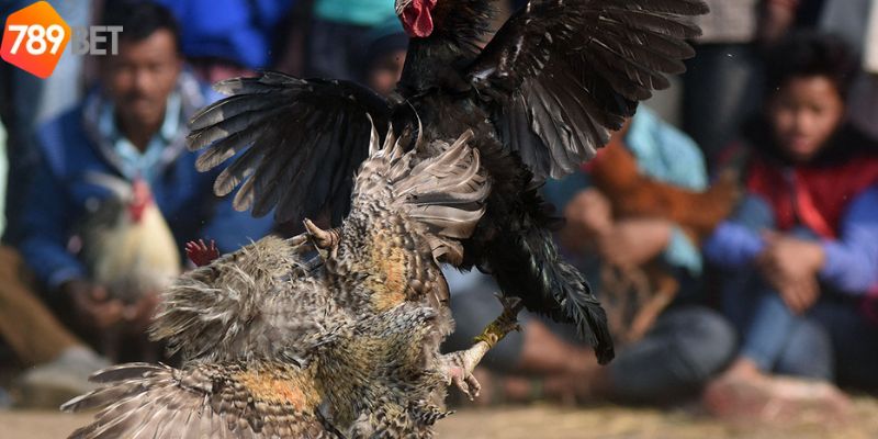 Tổng quan về cược đá gà tre