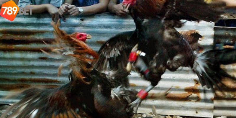 Chiến thuật chơi đá gà tre hiệu quả
