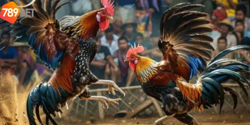 Chiến thuật chiến thắng khi chơi đá gà thomo 999