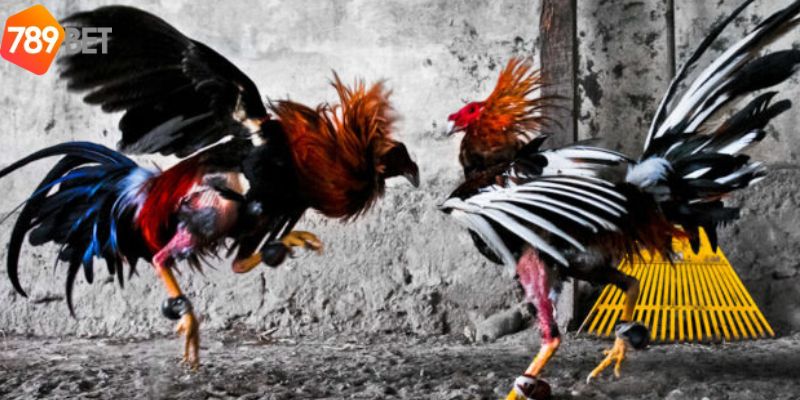 Nhà cái đã xây dựng được một thương hiệu mạnh mẽ
