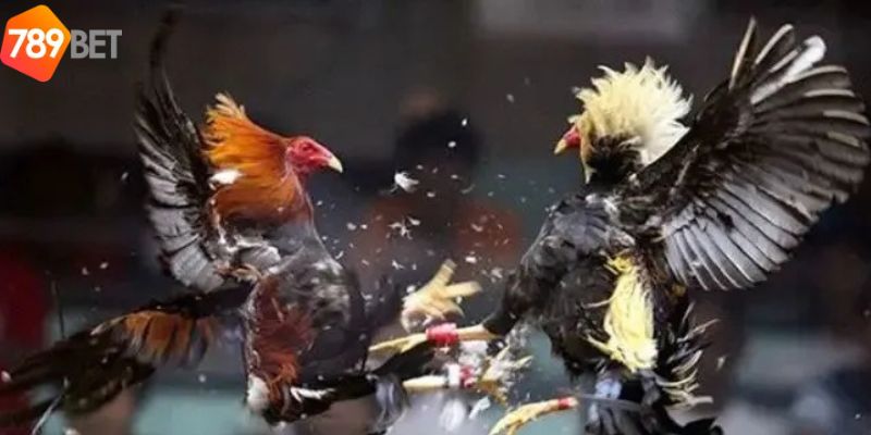 Chất lượng hình ảnh và âm thanh của trận đấu