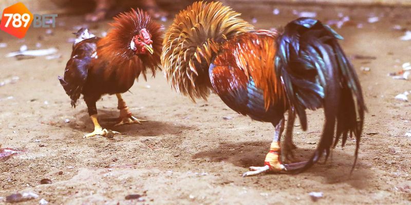Cách thức thanh toán khi tham gia đá gà trực tiếp 67