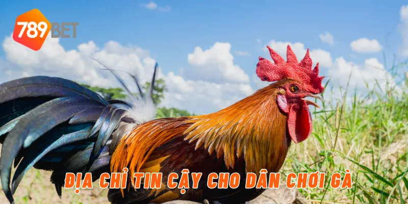 Địa Chỉ Tin Cậy Cho Dân Chơi Gà