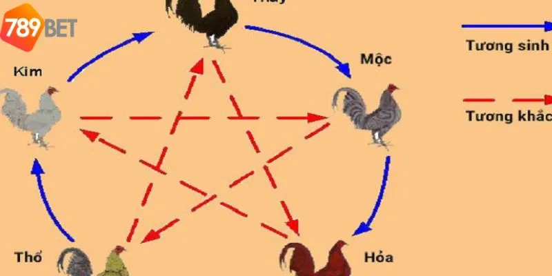 Cách xác định màu mạng gà đá chính xác