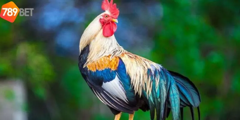 Bật mí những bí kíp chiến thắng khi đá gà dựa trên màu mạng