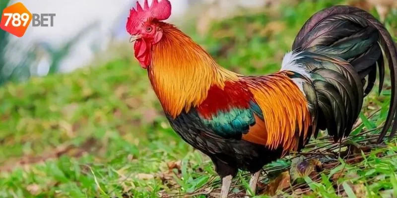 Vai trò của màu mạng gà đá trong chiến lược đá gà 