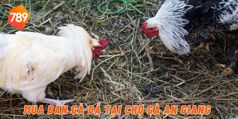 Mua Bán Gà Đá Tại Chợ Gà An Giang