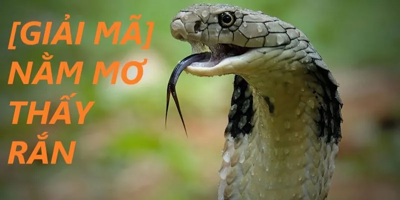 Giải mã giấc mơ thấy rắn: Điềm báo tốt hay xấu?