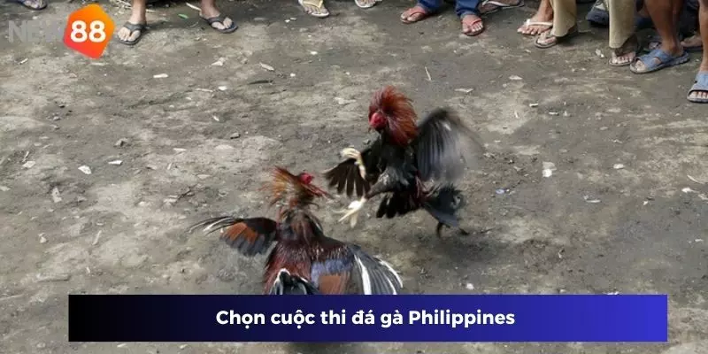 Chọn cuộc thi đá gà Philippines 