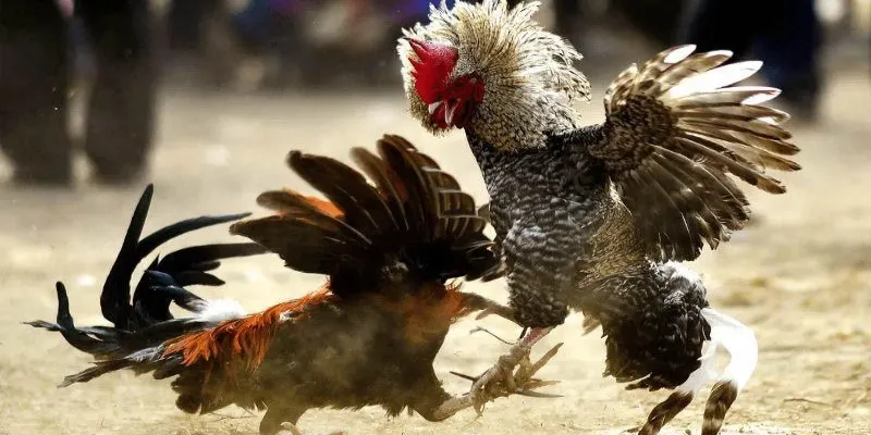 Giới thiệu đôi nét khái quát về xem đá gà trực tuyến