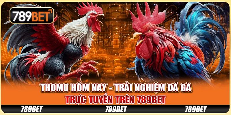 Thomo Hôm Nay - Trải Nghiệm Đá Gà Trực Tuyến Trên 789bet