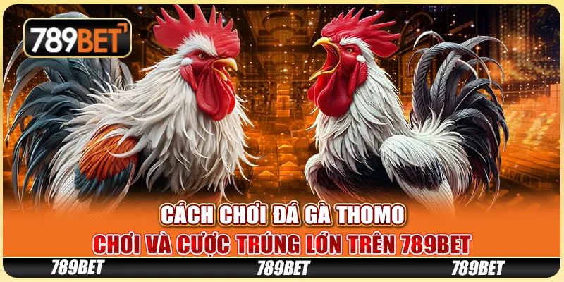 Cách Chơi Đá Gà Thomo - Chơi Và Cược Trúng Lớn Trên 789bet