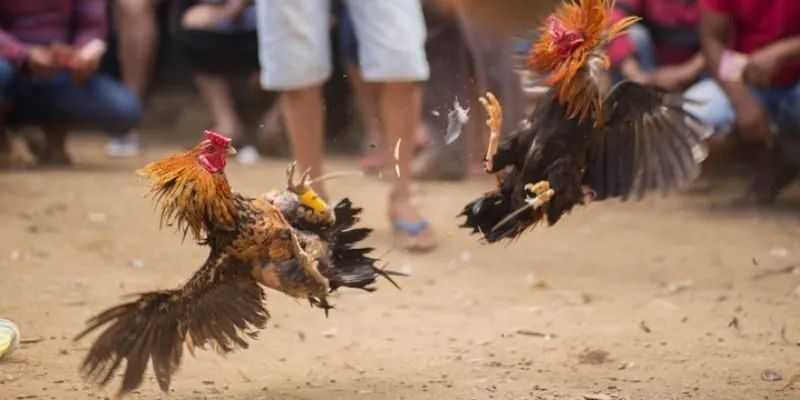 Tham gia loại cược có lợi ích đi kèm