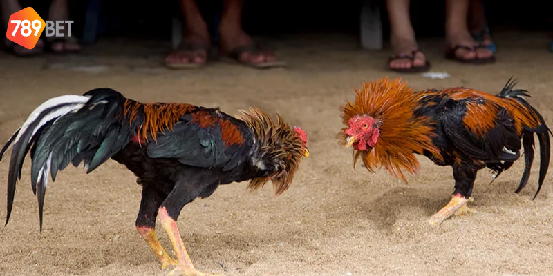 Lựa chọn chiến kê và bí quyết chiến thắng