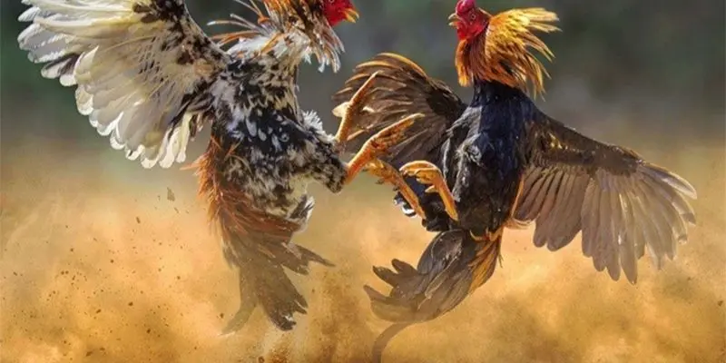Tìm hiểu về đá gà hàng xáo?