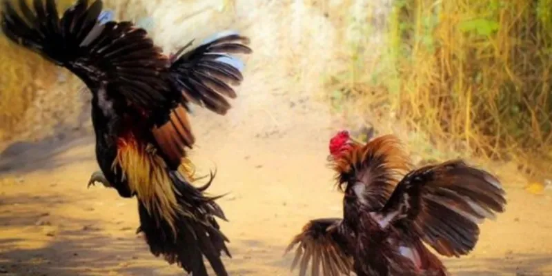 Luật chơi đá gà Thomo - Tìm hiểu quy tắc cơ bản dễ hiểu nhất 5 Tìm hiểu thông tin cơ bản về trường gà Thomo